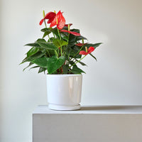 Anthurium Red Plant - Flamingo Lily