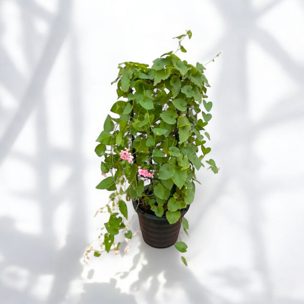 Antigonon Leptopus - Coral Vine - Mexican Creeper