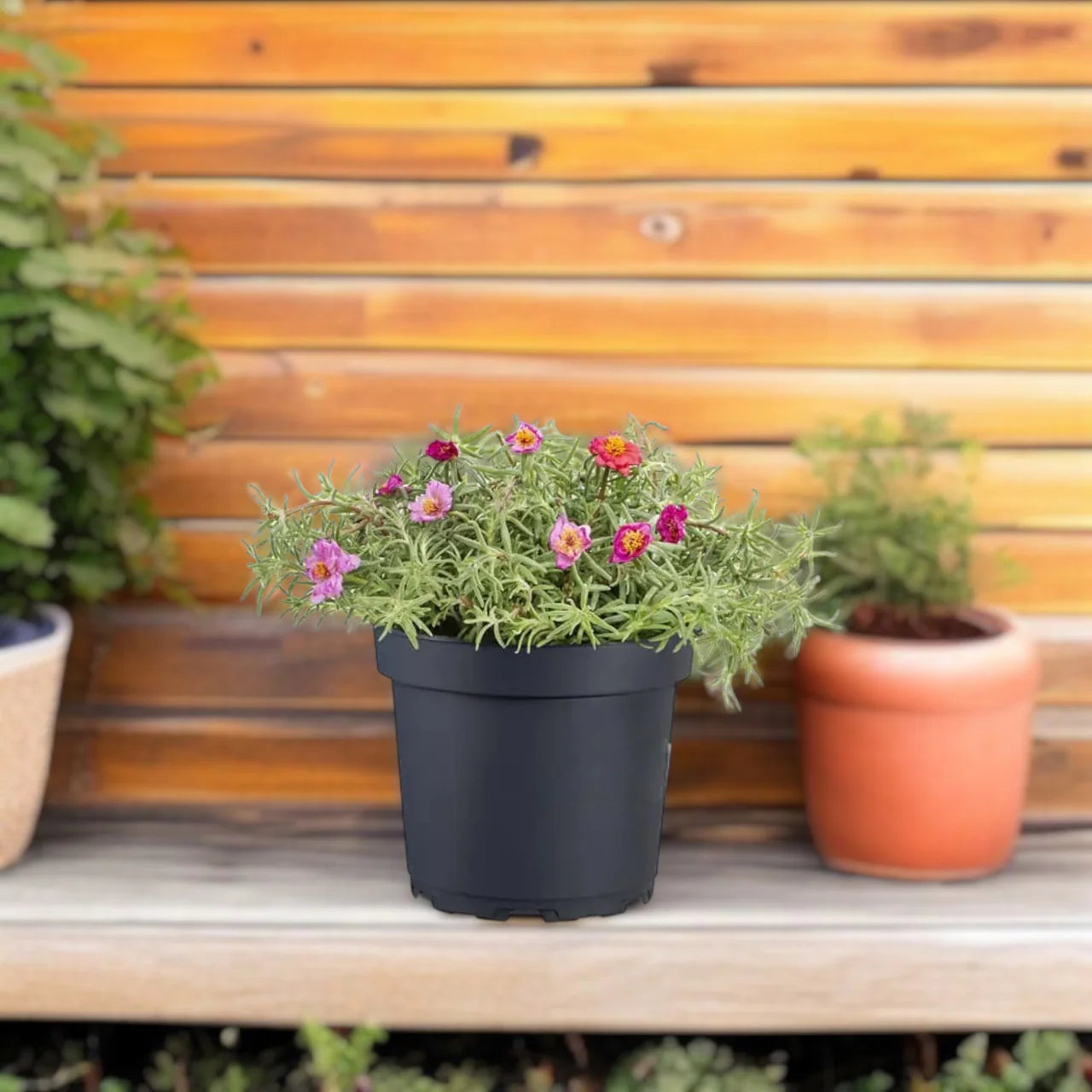 Portulaca Grandiflora – Rose Moss – Sun Plant - 15-20CM