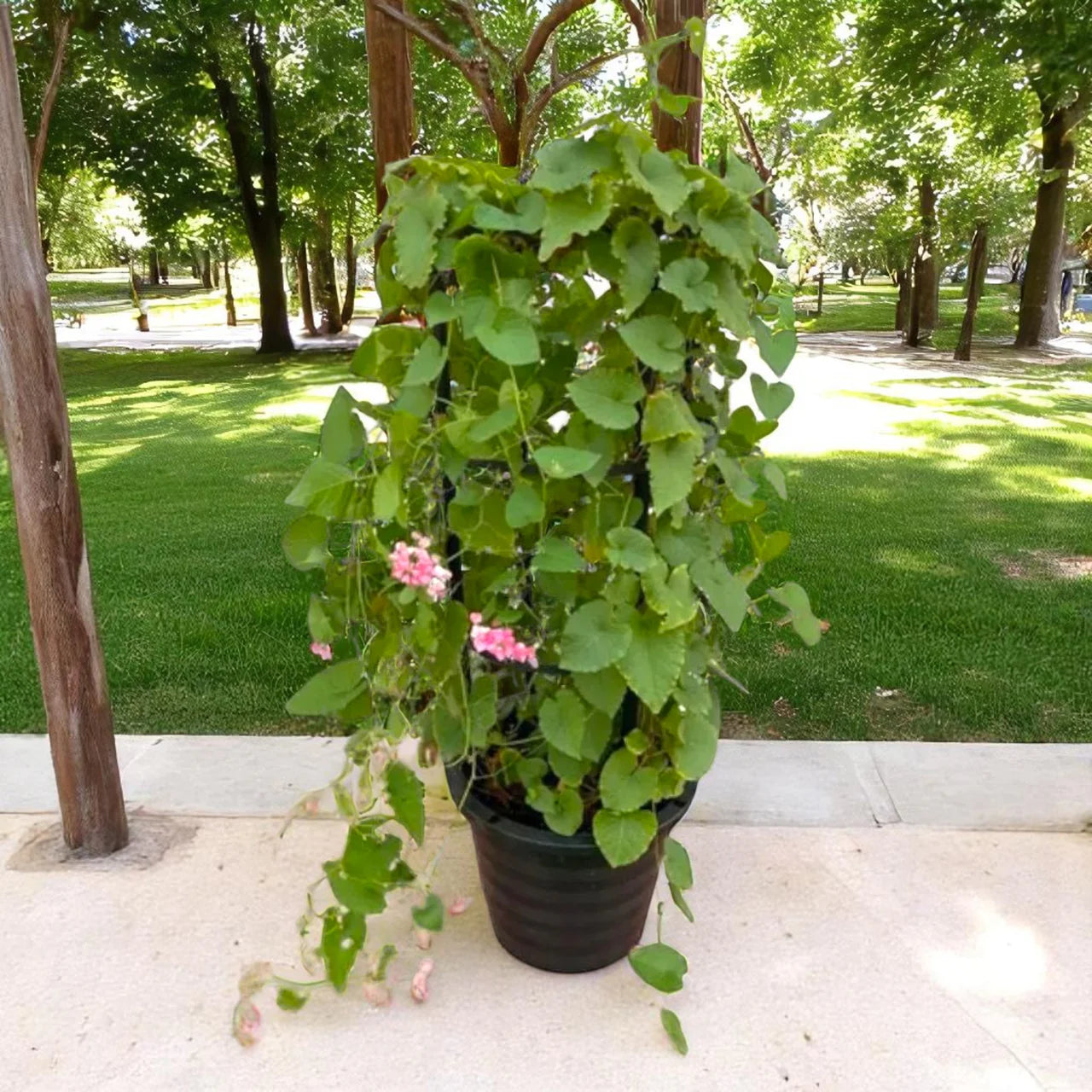 Antigonon leptopus – Coral Vine – Mexican Creeper 80 – 100cm
