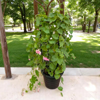 Antigonon leptopus – Coral Vine – Mexican Creeper 80 – 100cm