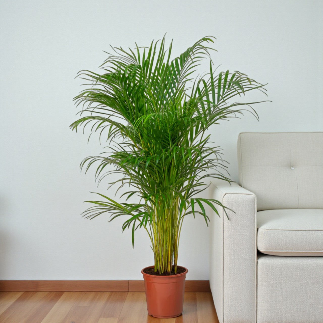 Areca Palm (Chrysalidocarpus Lutescens)