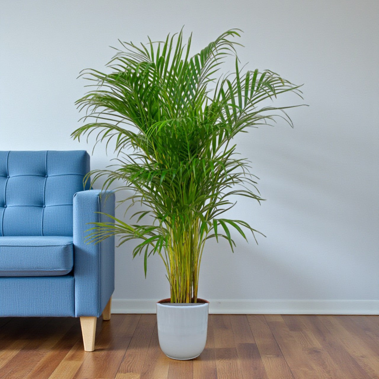 Areca Palm (Chrysalidocarpus Lutescens)