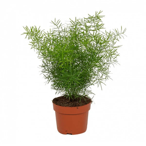 Asparagus Sprengeri – Emerald Feather – Emerald Fern