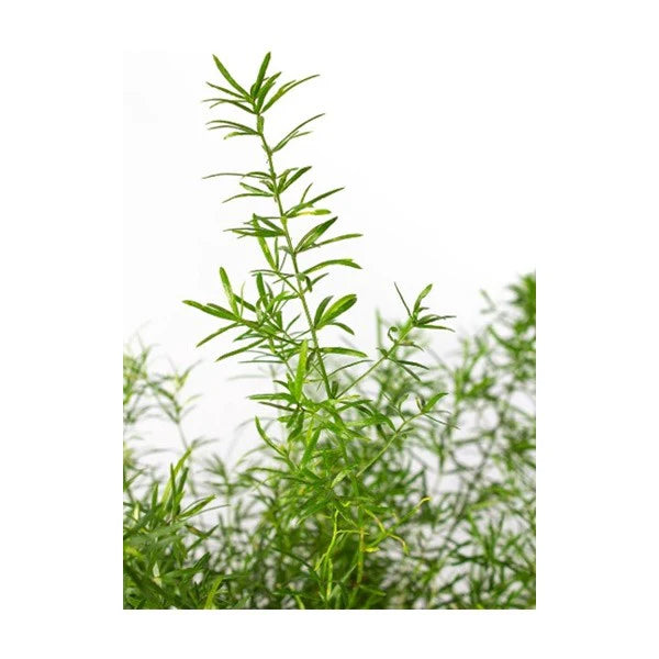 Asparagus Sprengeri – Emerald Feather – Emerald Fern