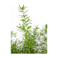 Asparagus Sprengeri – Emerald Feather – Emerald Fern