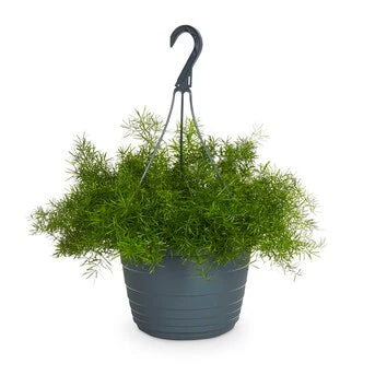 Asparagus Hanging Plant