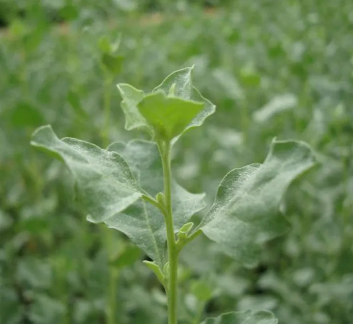 Atriplex Halimus – Salt Bush