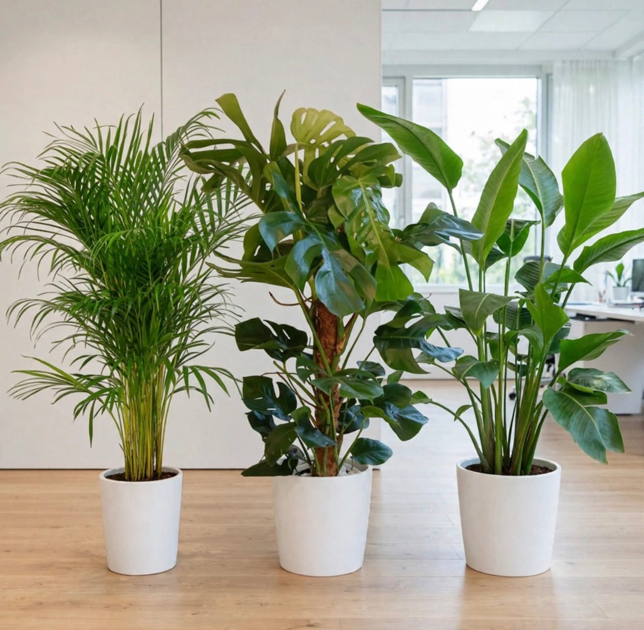 Tropical Office Trio | Areca, Monstera & Bird of Paradise 60-80cm — Easy Care Plants