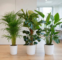 Tropical Office Trio | Areca, Monstera & Bird of Paradise 60-80cm — Easy Care Plants