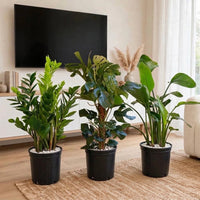 Evergreen Indoor Trio  - ZZ + Monstera + Strelitzia Nicolai