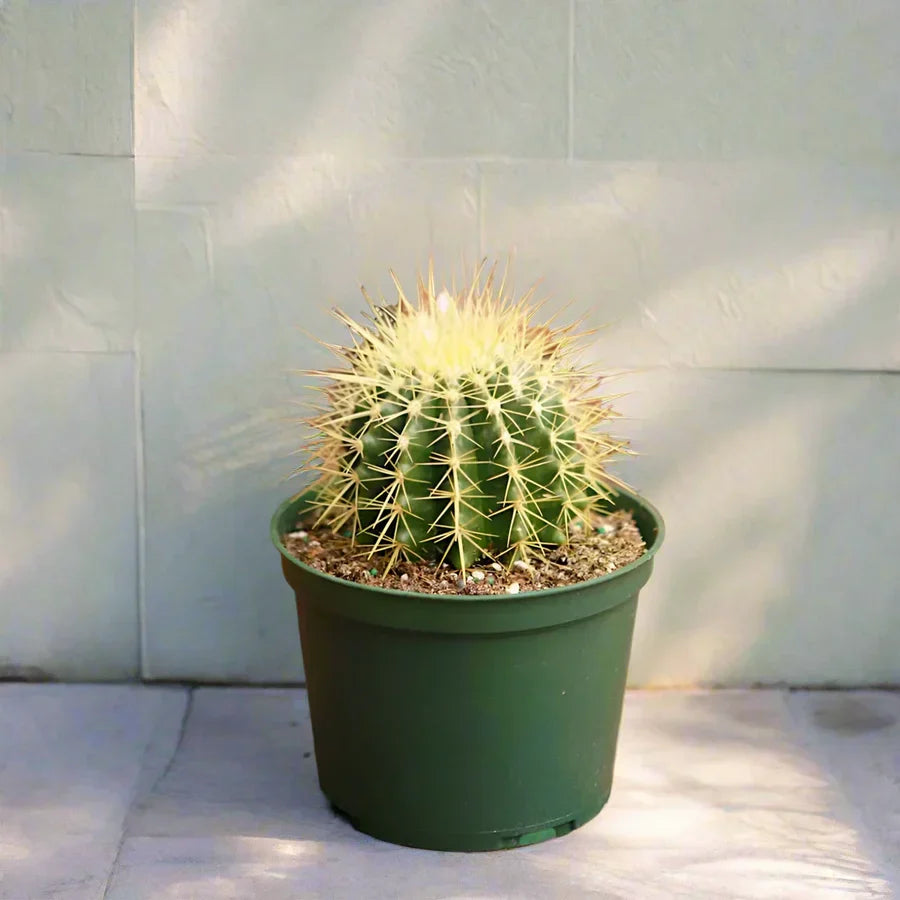 Echinocactus Grusonii – Golden Barrel Cactus - 10-15cm approx