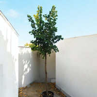 Bauhinia purpurea - Purple Orchid Tree