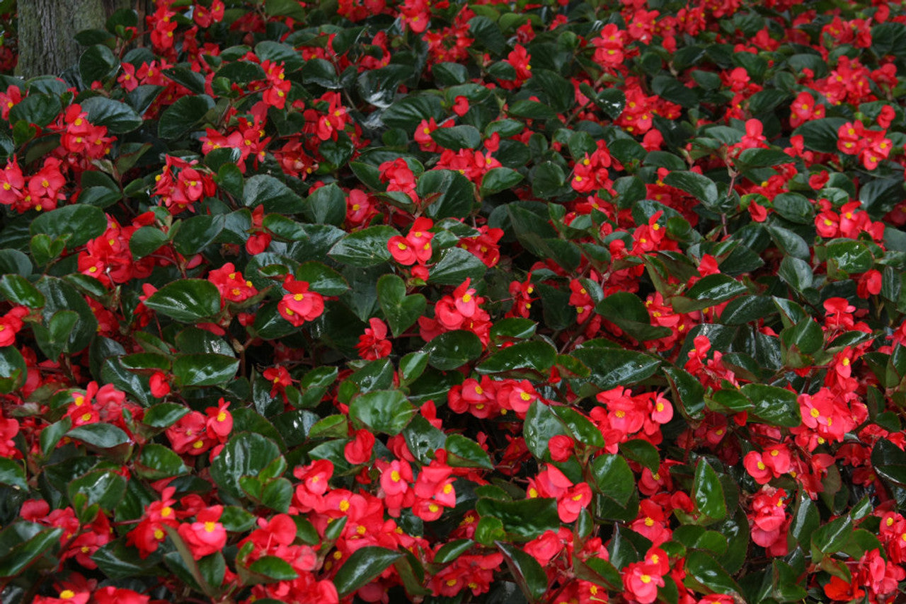 Begonia Benariensis Plant