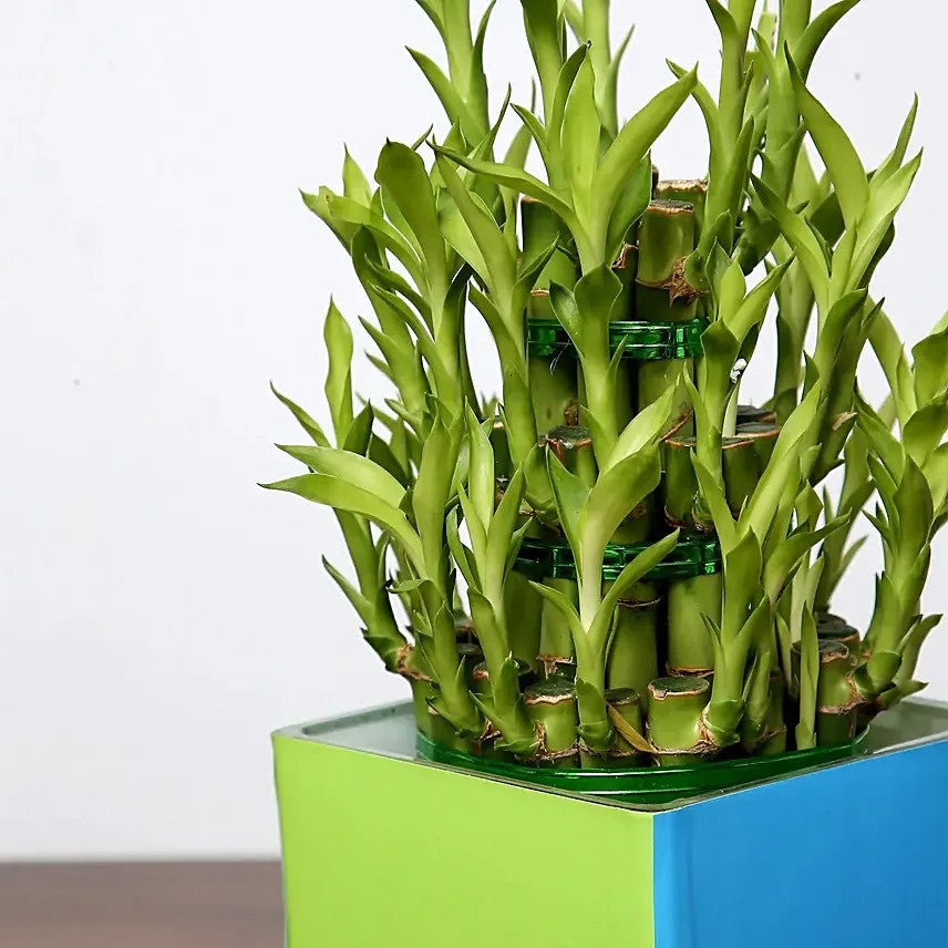 3 Layer Lucky Bamboo in Square Glass Vase
