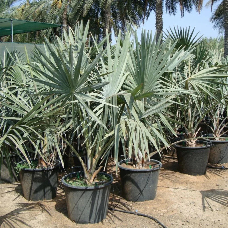 Bismarckia nobilis – Bismarck Palm