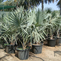 Bismarckia nobilis – Bismarck Palm