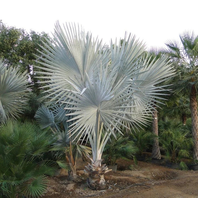 Bismarckia nobilis – Bismarck Palm