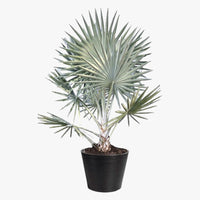 Bismarckia nobilis – Bismarck Palm