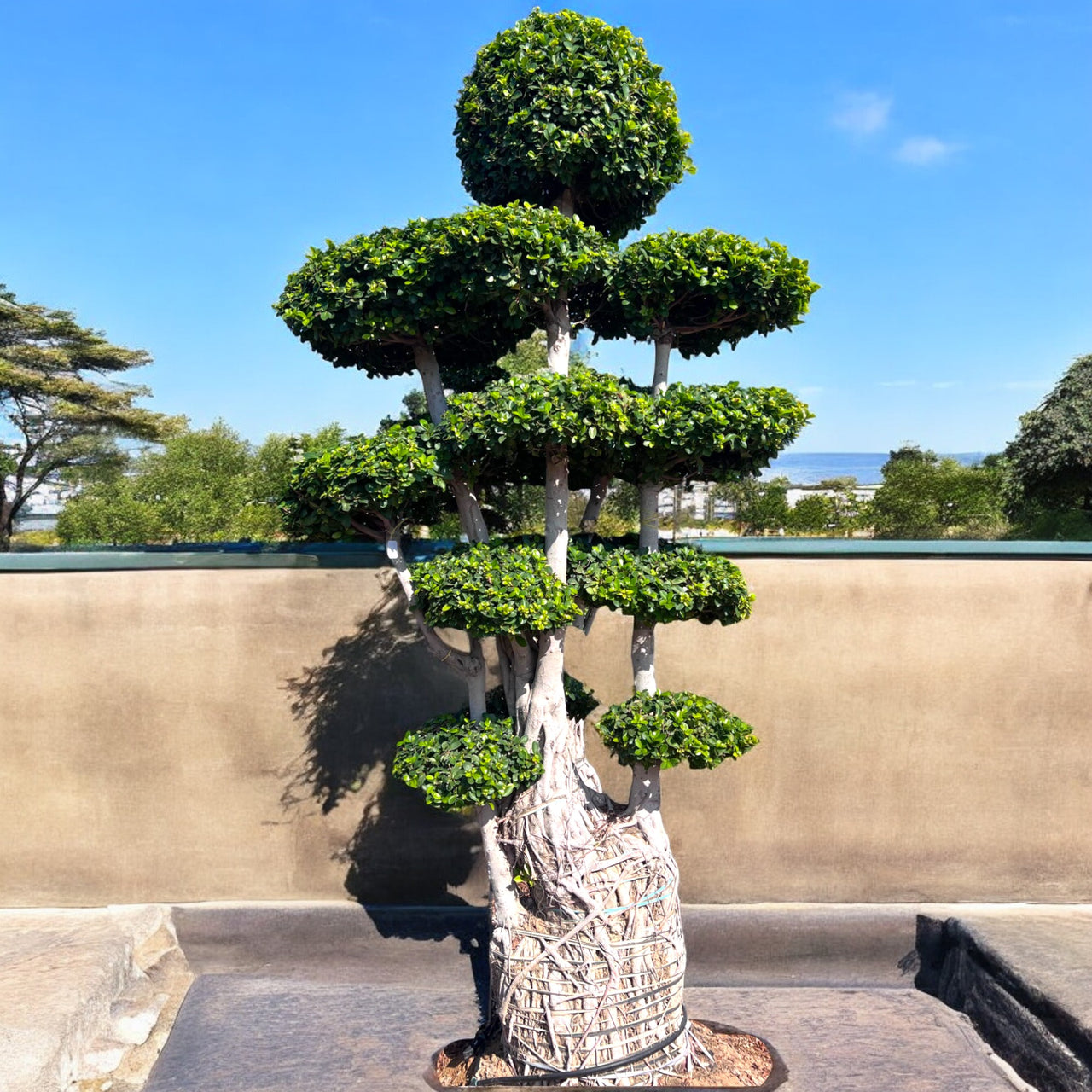 Ficus Panda Bonsai Multi Head