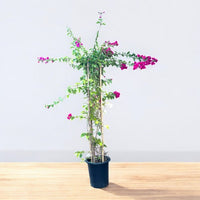 Bougainvillea 4 Sticks in 4 Colors Plant