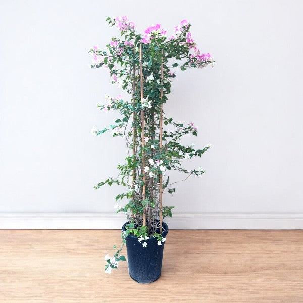 Bougainvillea 4 Sticks in 4 Colors Plant