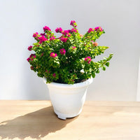 Bougainvillea - Pink Pixie