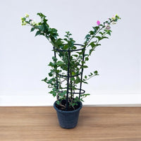 Bougainvillea 4 Sticks in 4 Colors Plant