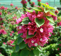 Bougainvillea - Pink Pixie