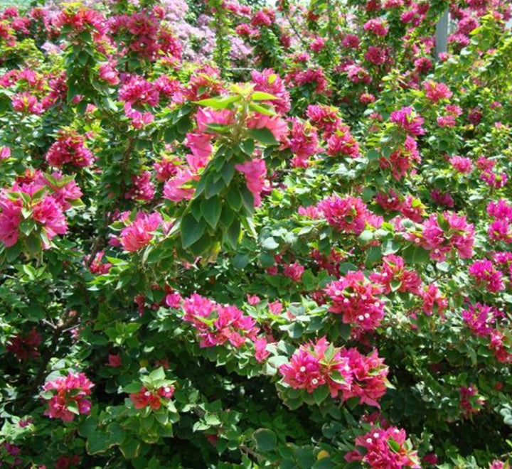 Bougainvillea - Pink Pixie