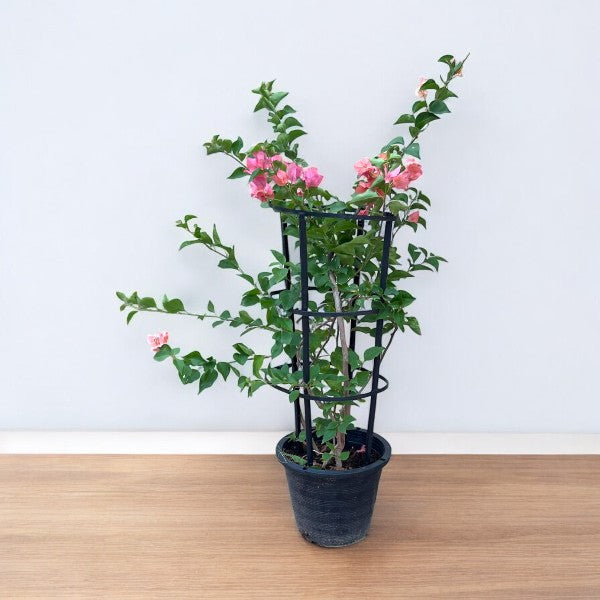 Bougainvillea 4 Sticks in 4 Colors Plant