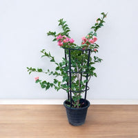 Bougainvillea 4 Sticks in 4 Colors Plant