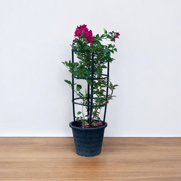 Bougainvillea 4 Sticks in 4 Colors Plant