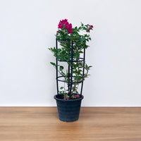 Bougainvillea 4 Sticks in 4 Colors Plant