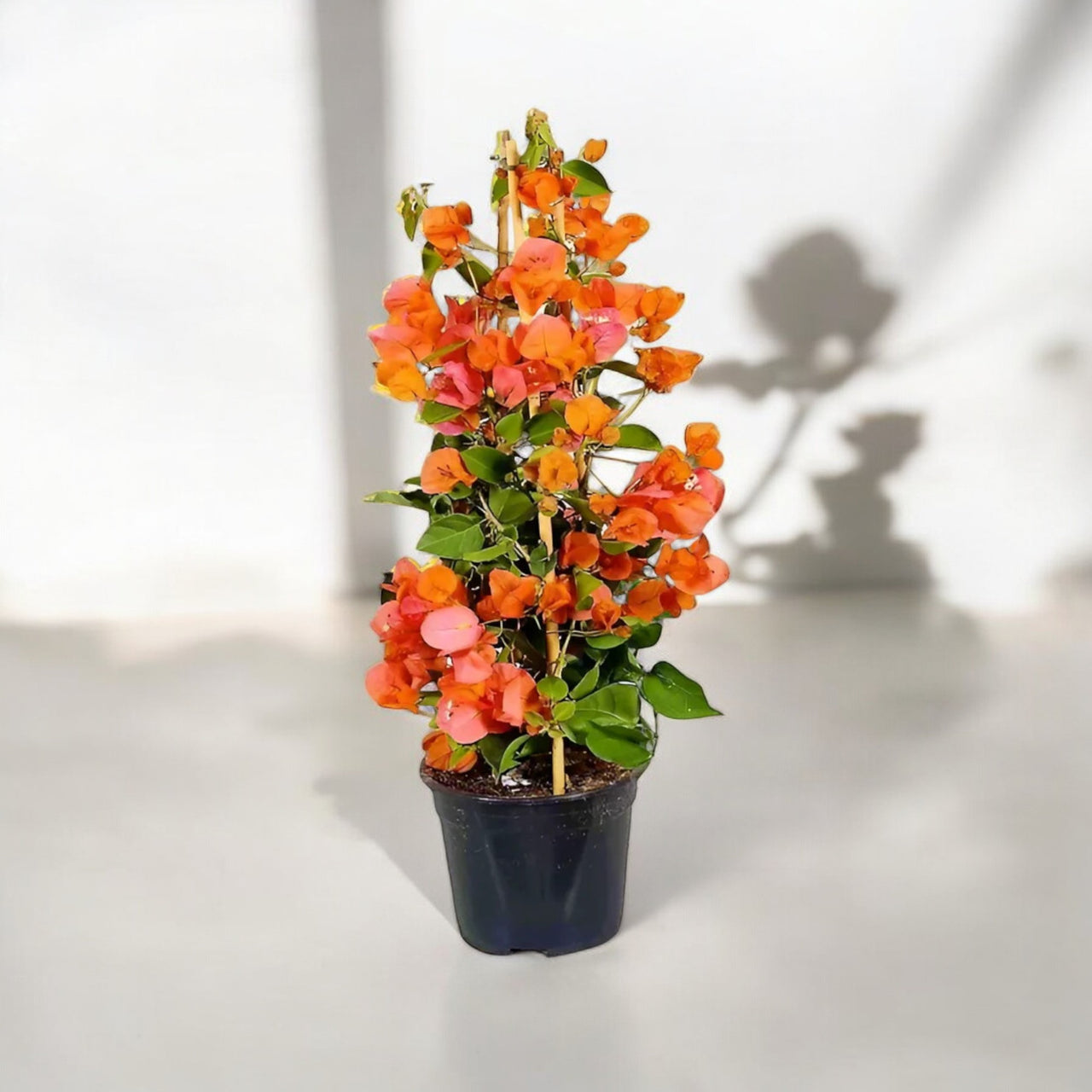 Bougainvillea Spectabilis