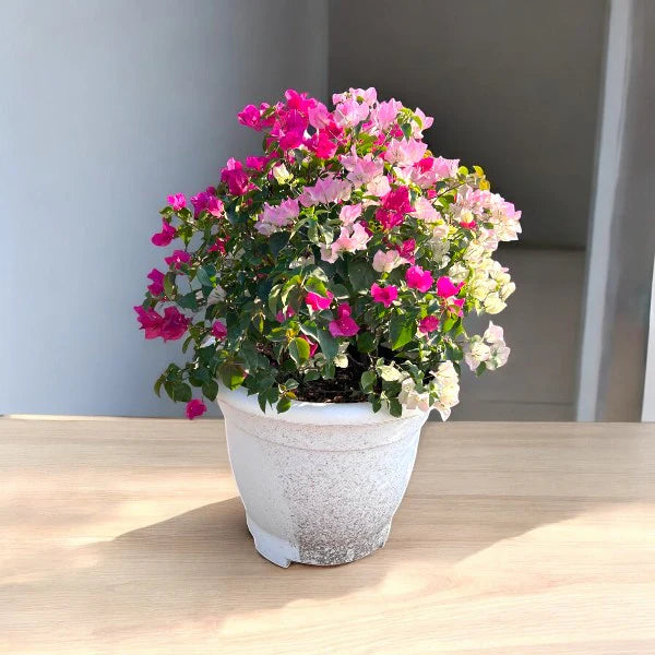 Bougainvillea Glabra – Paperflower Vine