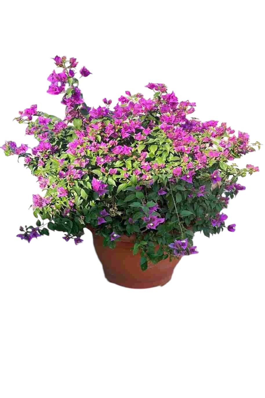 Bougainvillea alexandra "Purple-Paper Flower"