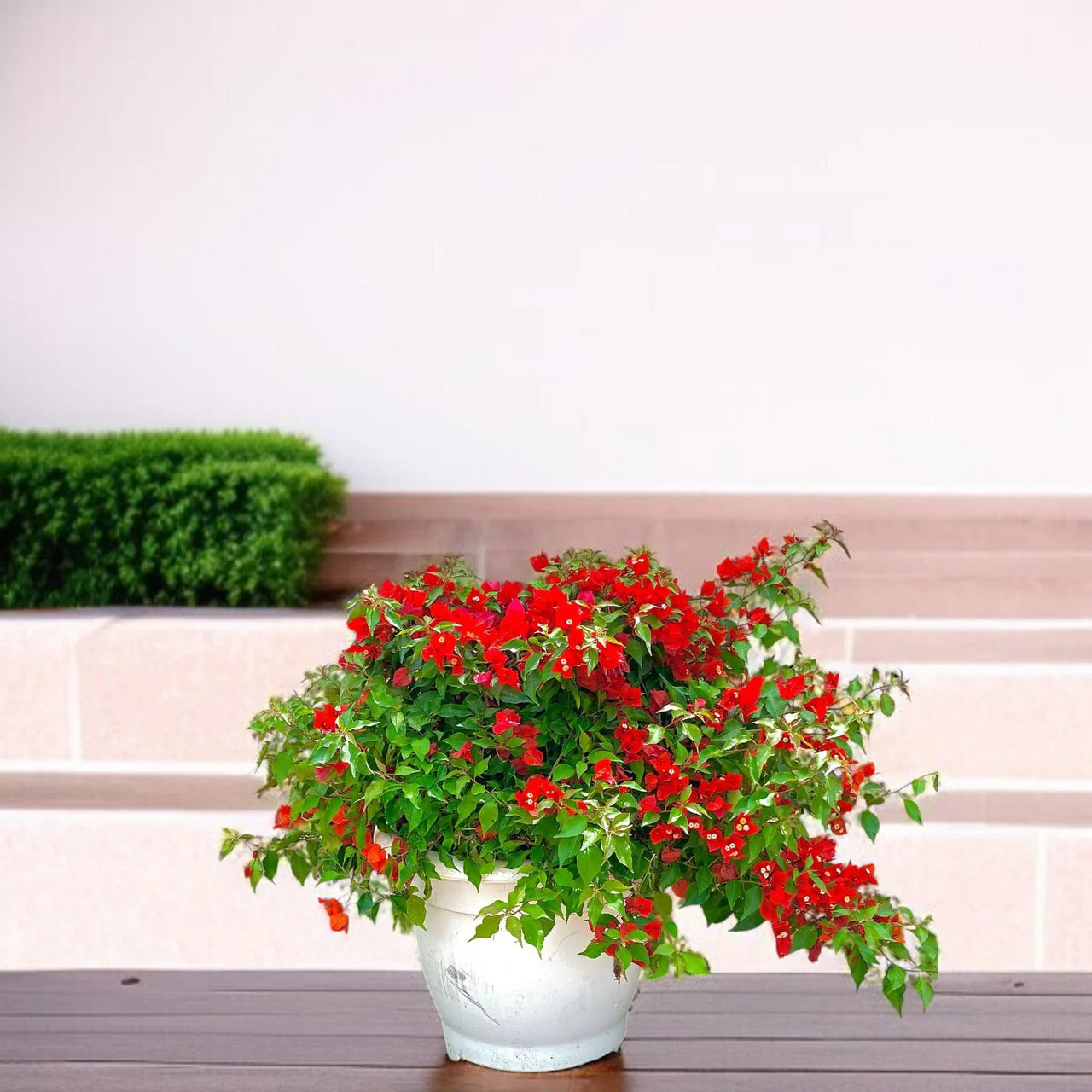 Bougainvillea Red (Tomato)