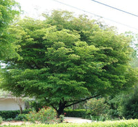 Bucida Buceras - Black Olive Tree