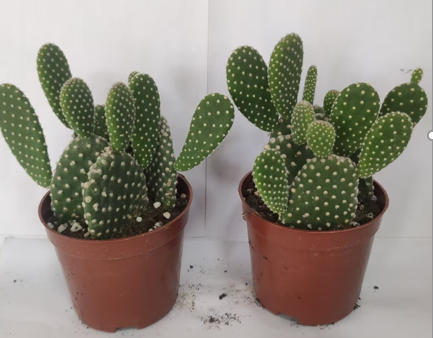 Cactus Opuntia Albata