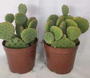 Cactus Opuntia microdasys- Bunny Ears