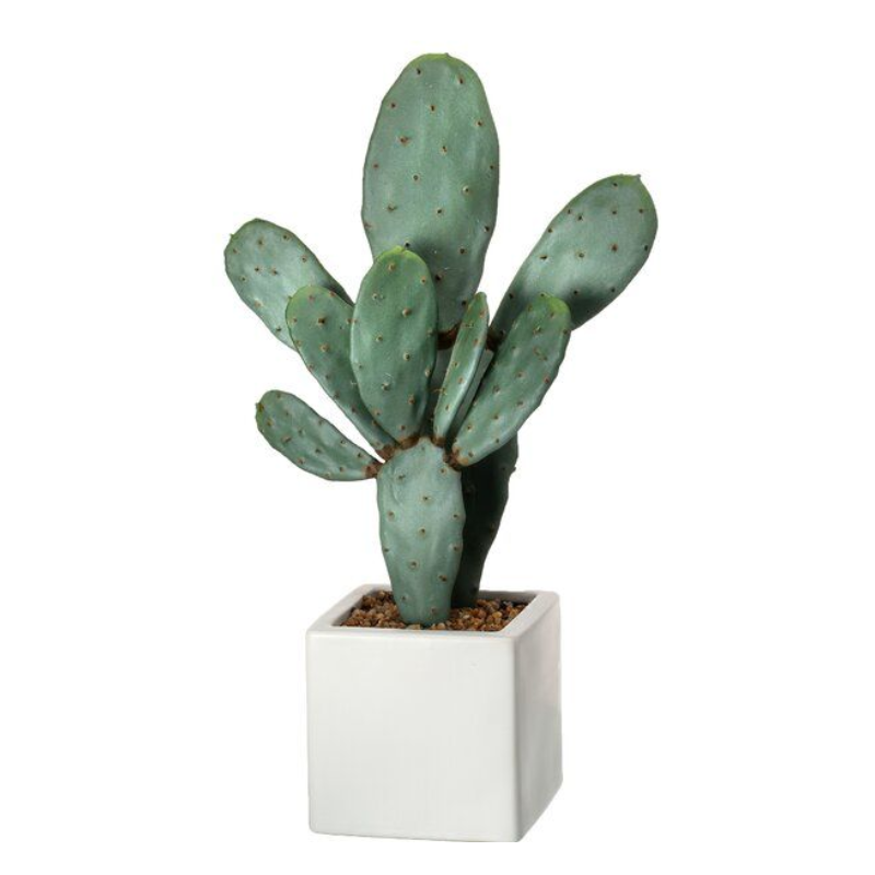 Cactus Opuntia plant, Cactus Opuntia for sale, Buy Cactus Opuntia online, Prickly pear plant, Pear Cactus plant