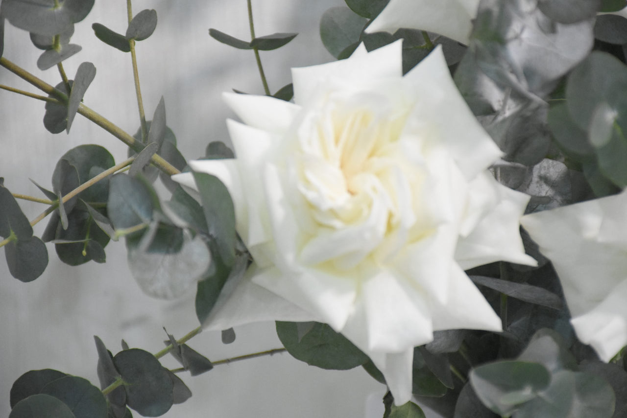 Ohara Rose Eucalyptus Ceramic Vase Arrangement