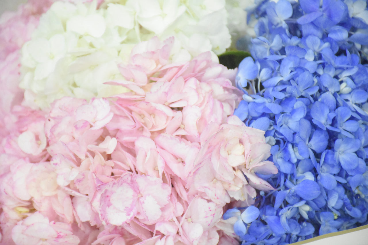 Hydrangea Harmony Bouquet