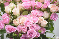 Pink Spray Rose in Vase