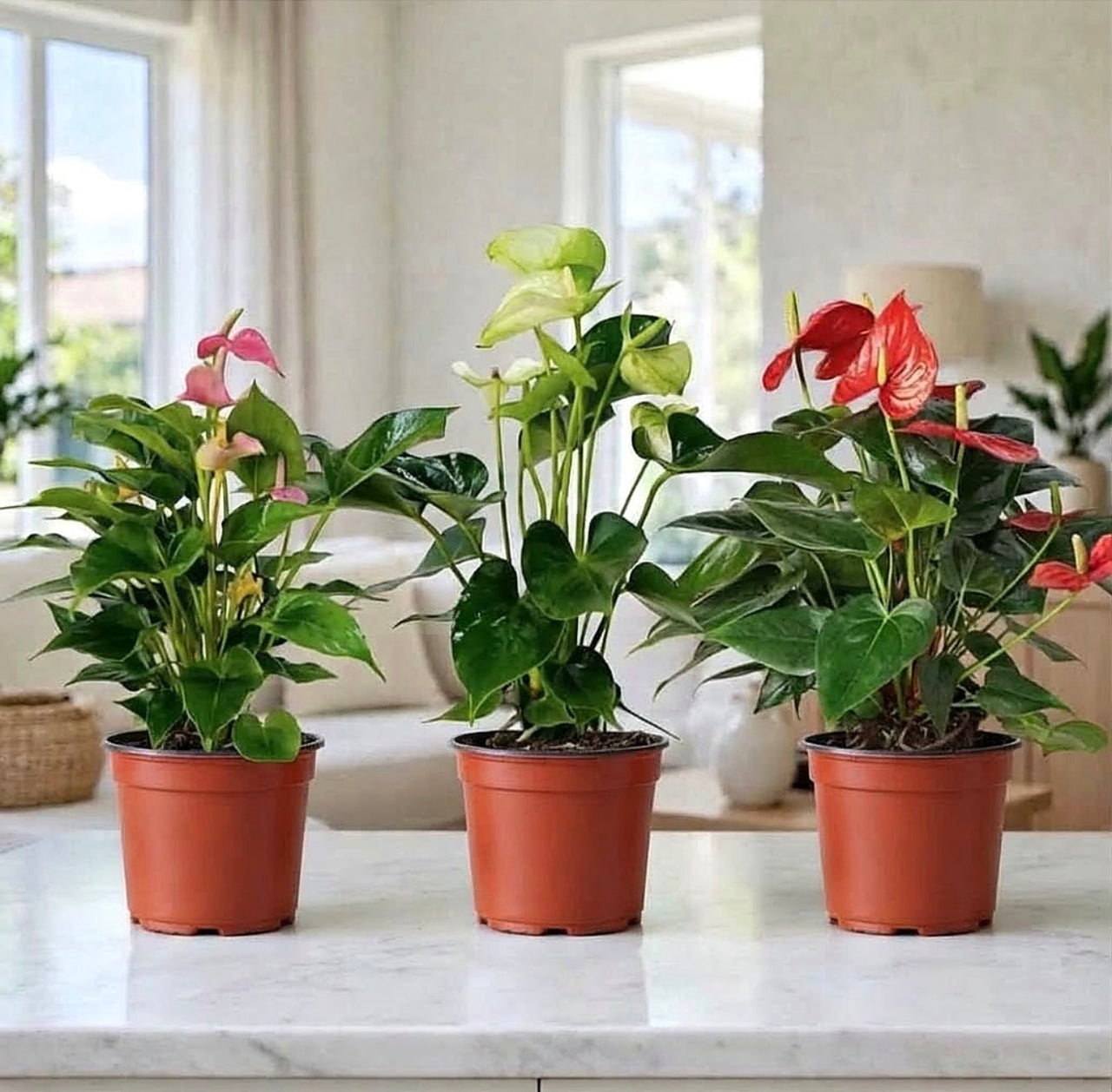 The Anthurium Love Collection — Pink, White & Red - 25-30cm | 1 Luxurious Look