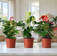 The Anthurium Love Collection — Pink, White & Red - 25-30cm | 1 Luxurious Look