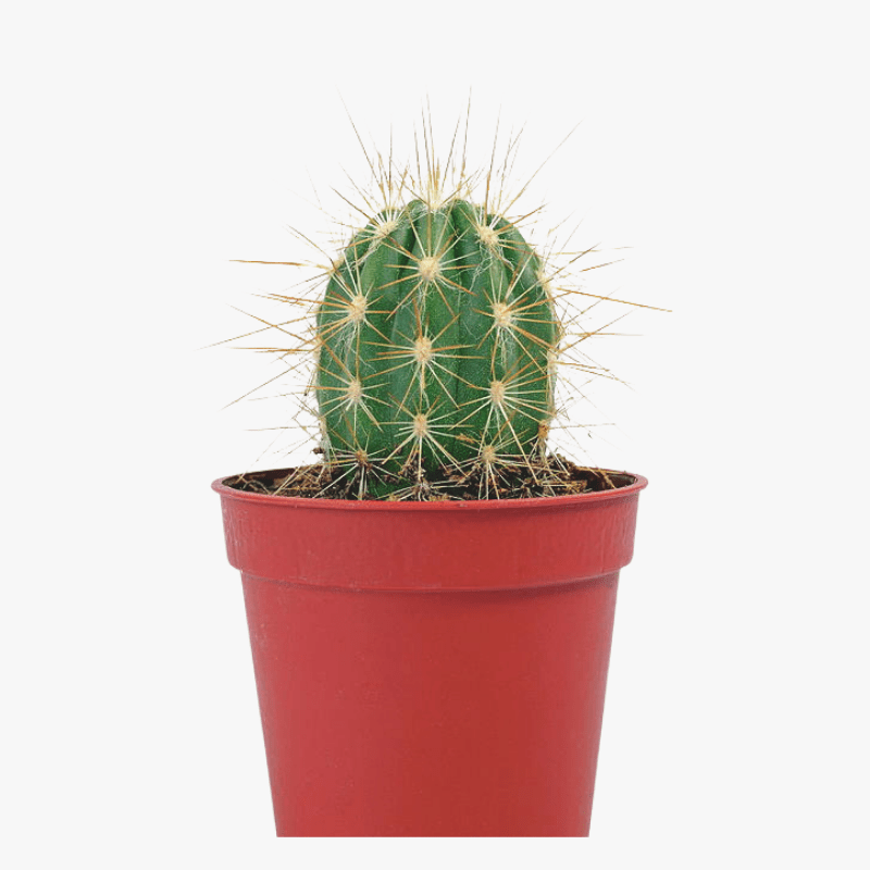 Cactus Mini Plant,chin-cactus; spider cactus,Buy Calathea Medallion Online,Calathea Medallion Care Guide