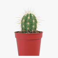 Cactus Mini Plant,chin-cactus; spider cactus,Buy Calathea Medallion Online,Calathea Medallion Care Guide