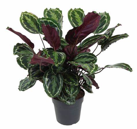 Calathea Medallion Plant - Calathea Veitchiana - Calathea Marion